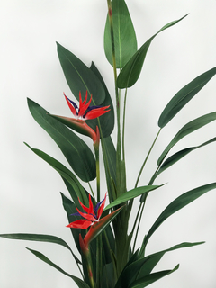 Planta Pico de Pájaro 175 cm - comprar online