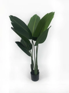Planta de Banano- Nicolai de 120 cm - comprar online