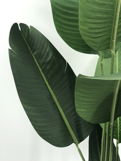 Palmera Banano- Nicolai de 180 cm - comprar online