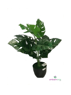 Planta Costilla de Adán 55 cm