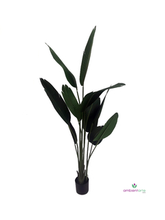 Palmera Banano- Nicolai de 180 cm