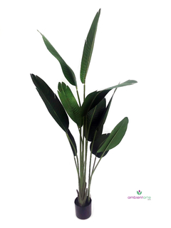 Palmera Banano- Nicolai de 180 cm en internet