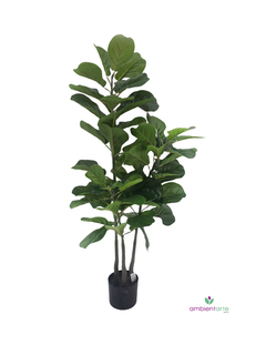 Arbol Pandurata 125 cm