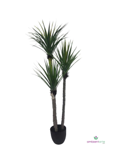 Planta de Yuka x3 Troncos 150 cm