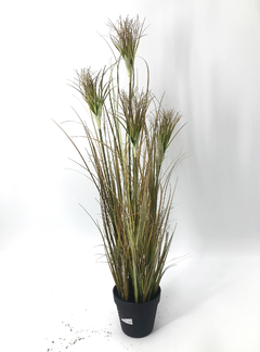 Planta Papiro Otoñal en internet