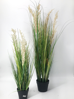 Planta de Gramineas 115 - tienda online