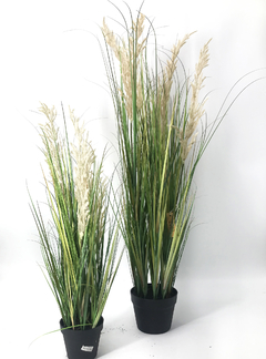 Planta de Gramineas 115 - comprar online