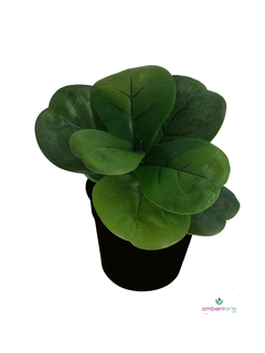 Hoja Pandurata 30 cm