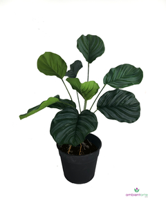 Planta Calathea de 45 cm