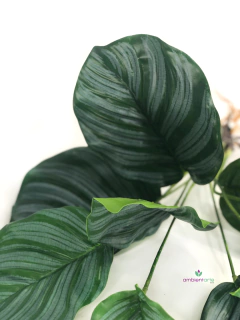 Planta Calathea de 45 cm - comprar online