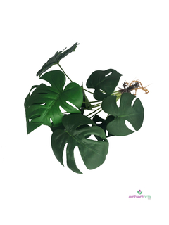 Planta Costilla de Adan 45 cm