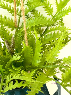 Caida de Helecho 35x20 cm - comprar online