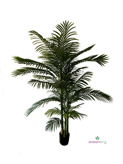 Palmera Areca kenya 190 cm