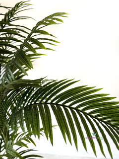 Palmera Areca kenya 190 cm - comprar online