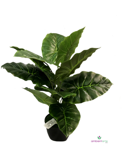 Planta Caladium 55 cm