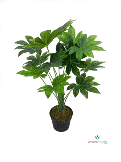 Planta Aralia