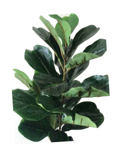 Planta Pandurata de 105 cm - comprar online