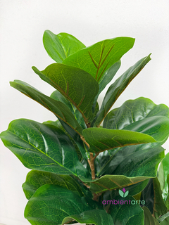 Planta Pandurata de 105 cm en internet