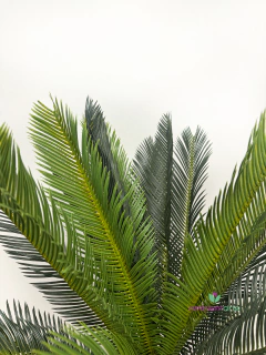 Areca Palmera Tropical 100 cm en internet