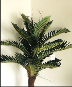 Planta Cyssus 85 CM en internet