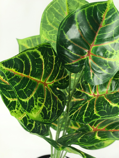 Planta Caladium color 55 cm - comprar online