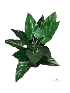 Planta Alocasia de 55 cm - comprar online