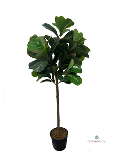 Arbol Pandurata 125 cm