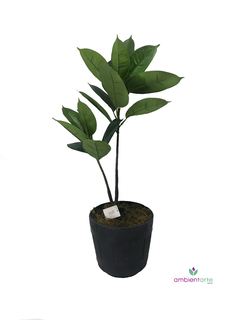 Planta de Gomero