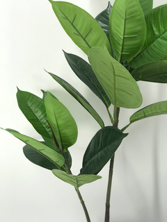 Planta de Gomero - comprar online