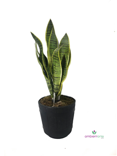 Planta Sansevieria