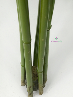 Arbol de Bambú de 170 cm - comprar online