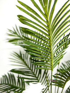 Planta de Palmera- Areca 105 cm - comprar online