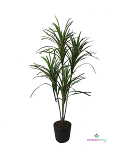 Planta Dracena x4 160 cm