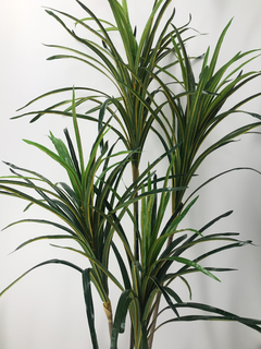 Planta Dracena x4 160 cm - comprar online