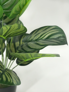 Planta Maranta 55 cm - comprar online