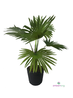 Planta Palmetto 90 cm