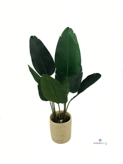 Planta Banano- Nicolai 115 cm - comprar online