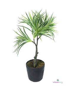Planta Dracena
