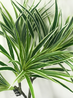 Planta Dracena en internet