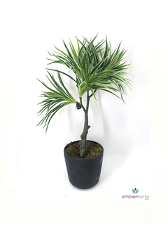 Planta Dracena - comprar online