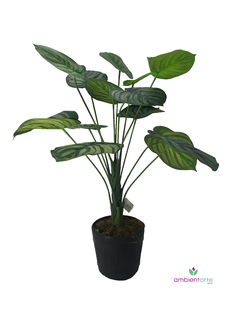 Planta Peperonia