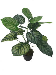 Planta Peperonia - comprar online