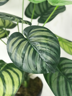 Planta Peperonia en internet
