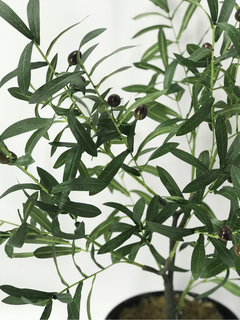 Planta de Olivo con frutos 75 cm - comprar online