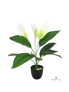 Planta Spatifilium 70 cm