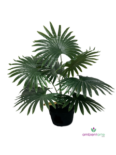 Planta Palmetto 50 cm