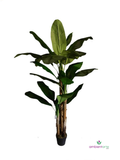 Planta de Banano- Nicolai de 180 cm - comprar online