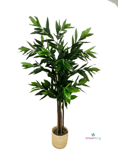 Planta Dracena 140 cm