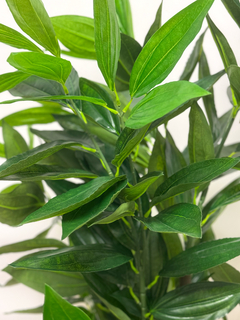 Planta Dracena 140 cm - comprar online