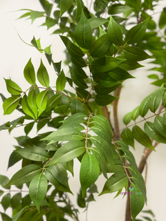 Planta - Arbol hoja de Hiedra 150 cm - comprar online